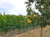 Brunello-Cucinelli-Foto-Paolo-Gianfelici (103)