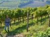 Weinberge-Foto-TiDPress (1)