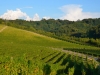 Weinberge-Foto-TiDPress (3)