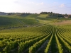 Weinberge-Foto-TiDPress (4)