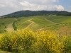 Weinberge-Italien-TiDPress (11)