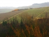 Weinberge-Italien-TiDPress (15)