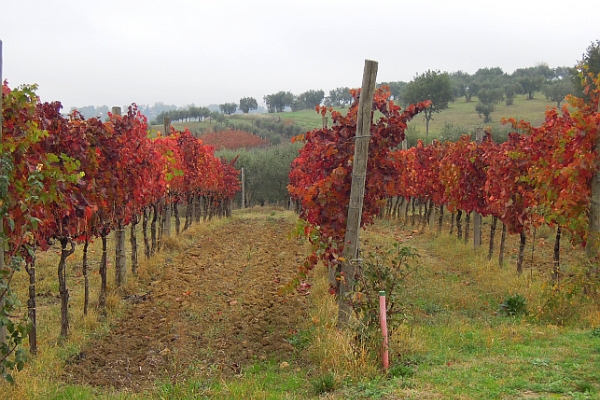 Irpinia: Taurasi-Weinlese 2013