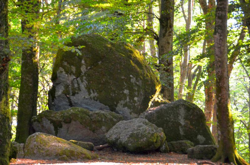 Latium, Der Buchenwald auf dem Monte Cimino