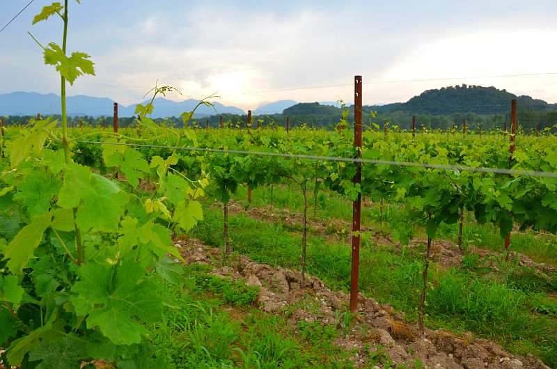 Zwischen dem Piave und dem Montello-Berg: Weinberge und die Biodiversität der Villa Sandi