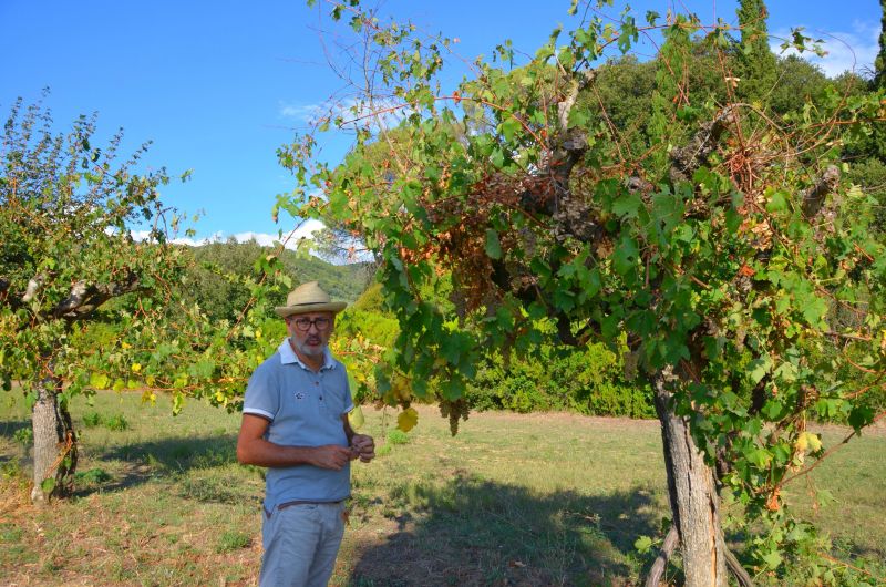 Toskana, Naturwein aus Cortona