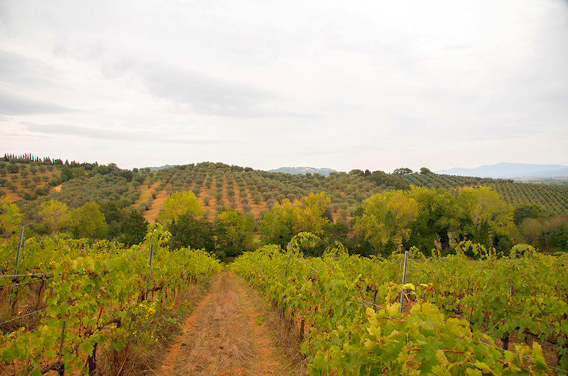 Landgut Montebelli im Herzen der Maremma