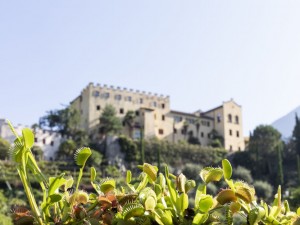  Sie sind gefährlich schön: Fleischfressende Pflanzen stehen 2019 im Mittelpunkt