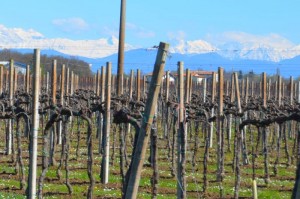 Weinberge, im Hintergrund der Bogen der Alpen