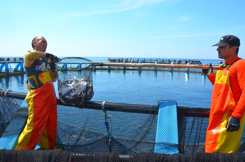 Die Fischzucht Inmare vor Gallipoli