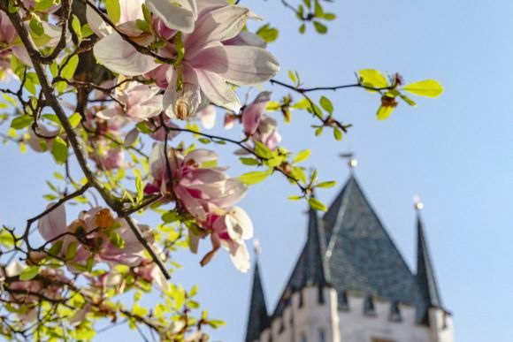 Bozen farbenfroher Frühling