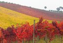 Aglianico-Weine aus Kampanien