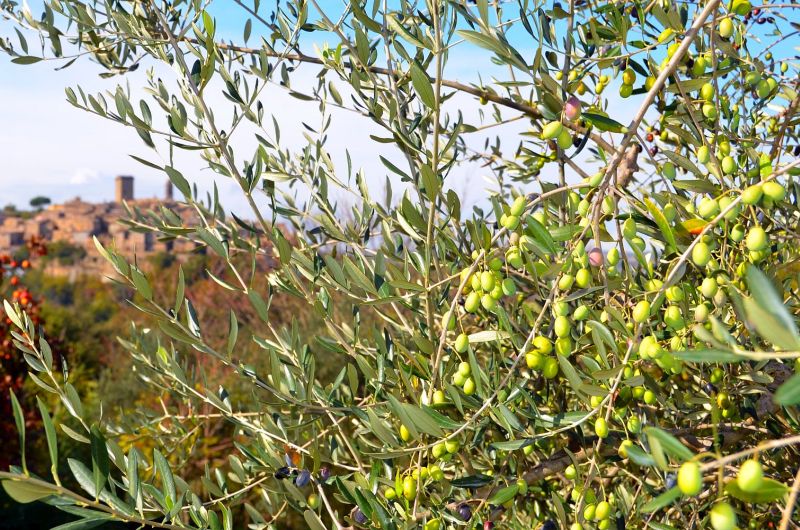 Flos Olei 2021: der Führer zum kaltgepressten Olivenöl Italiens (und der Welt)