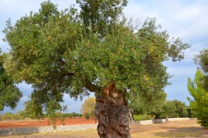 Italien-Olivenbäume-Paolo-Gianfelici (4)