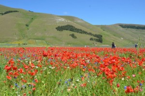 Castelluccio, die Blüte der Linse