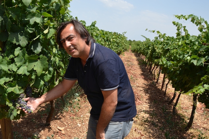 Apulien: die biologischen Weine der Cantine Polvanera