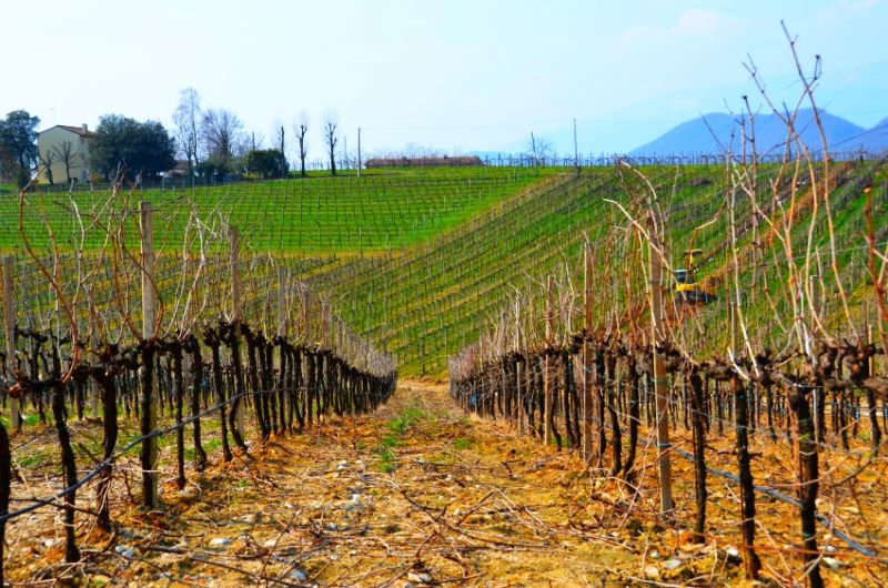 Region Venetien: Conegliano und Prosecco-Hügel