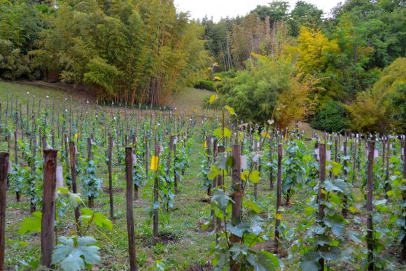 Rom, „Vigneto Italia“, Foto TiDPress