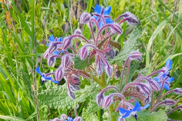 Frühling im Naturschutzgebiet der Marcigliana bei Rom