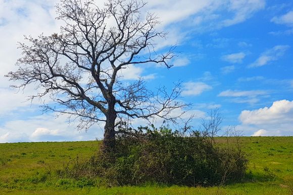 Foto TiDPress. Naturschutzgebiet der Marcigliana, Rom