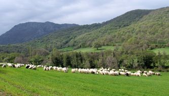 Sardinien-Landwirtschaft (3)