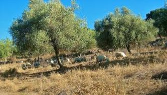 Sardinien-Landwirtschaft (6)