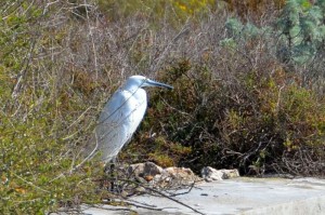 Sardinien-Molentargius-Saline-TiDPress (3)