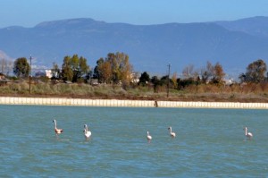 Cagliari (Sardinien) Molentargius-Park