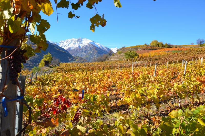 Traum-Weinberge im Aostatal