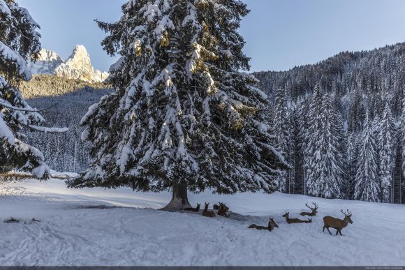 Trentino: Alpine Wellness